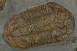 Plate Of Giant Asaphid (Platypeltoides) Trilobites - Morocco #240211-4